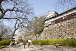桜が咲いている福岡城跡の写真